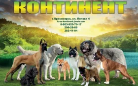 Клуб собаководства Континент Фото 2 на проекте Krsk.vetspravka.ru